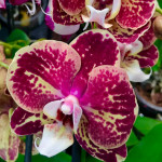 Орхидея Phalaenopsis Pomelo 