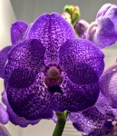 Орхидея Vanda Magic Blue 