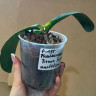 Орхидея Phal. Brown Sugar, multiflora (отцвел, РЕАНИМАШКА*) 