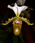Орхидея Paphiopedilum spicerianum 