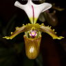 Орхидея Paphiopedilum spicerianum (отцвёл)