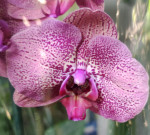 Орхидея Phalaenopsis 