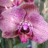 Орхидея Phalaenopsis 