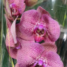 Орхидея Phalaenopsis 