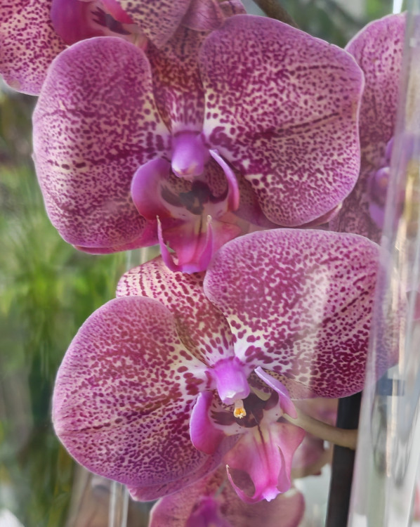 Орхидея Phalaenopsis (отцвёл)