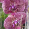 Орхидея Phalaenopsis (отцвёл)