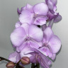 Орхидея Phalaenopsis Quiet Voice Big Lip, midi (отцвел)