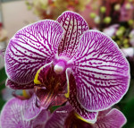 Орхидея Phalaenopsis Leopard Prince (отцвел)