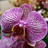 Орхидея Phalaenopsis Leopard Prince (отцвел)