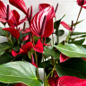 Anthurium Banderola Lava 