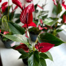 Anthurium Banderola Lava 