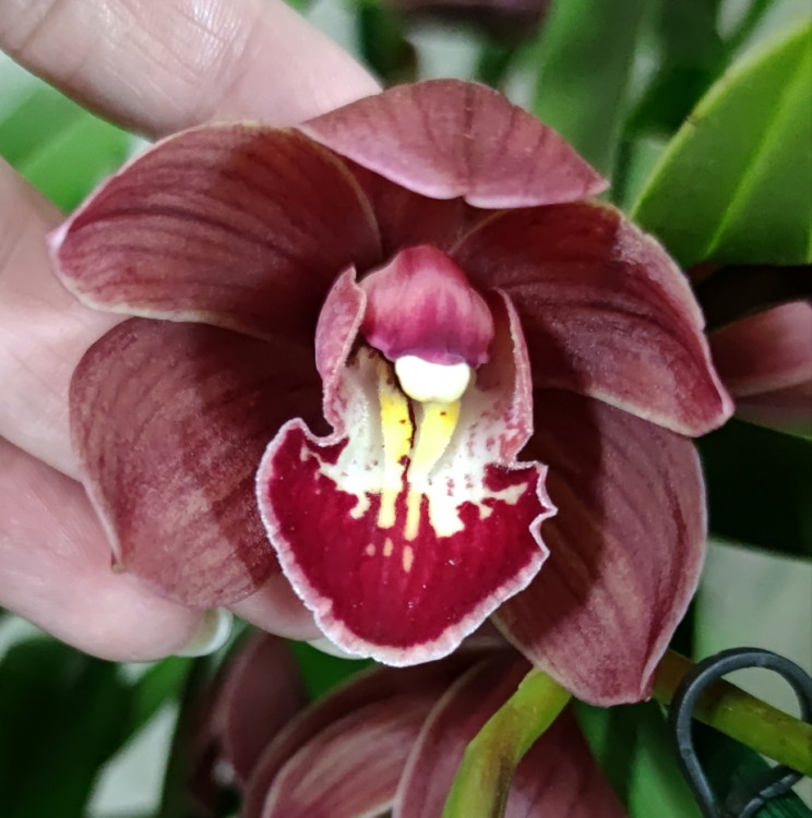 Орхидея Cymbidium 