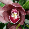 Орхидея Cymbidium 
