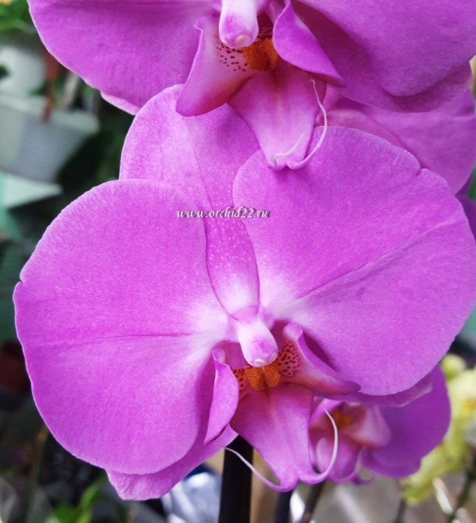 Орхидея Phalaenopsis Las Palmas (отцвел)