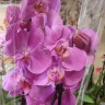 Орхидея Phalaenopsis Las Palmas (отцвел)