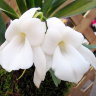 Орхидея Angraecum magdalenae (отцвёл)