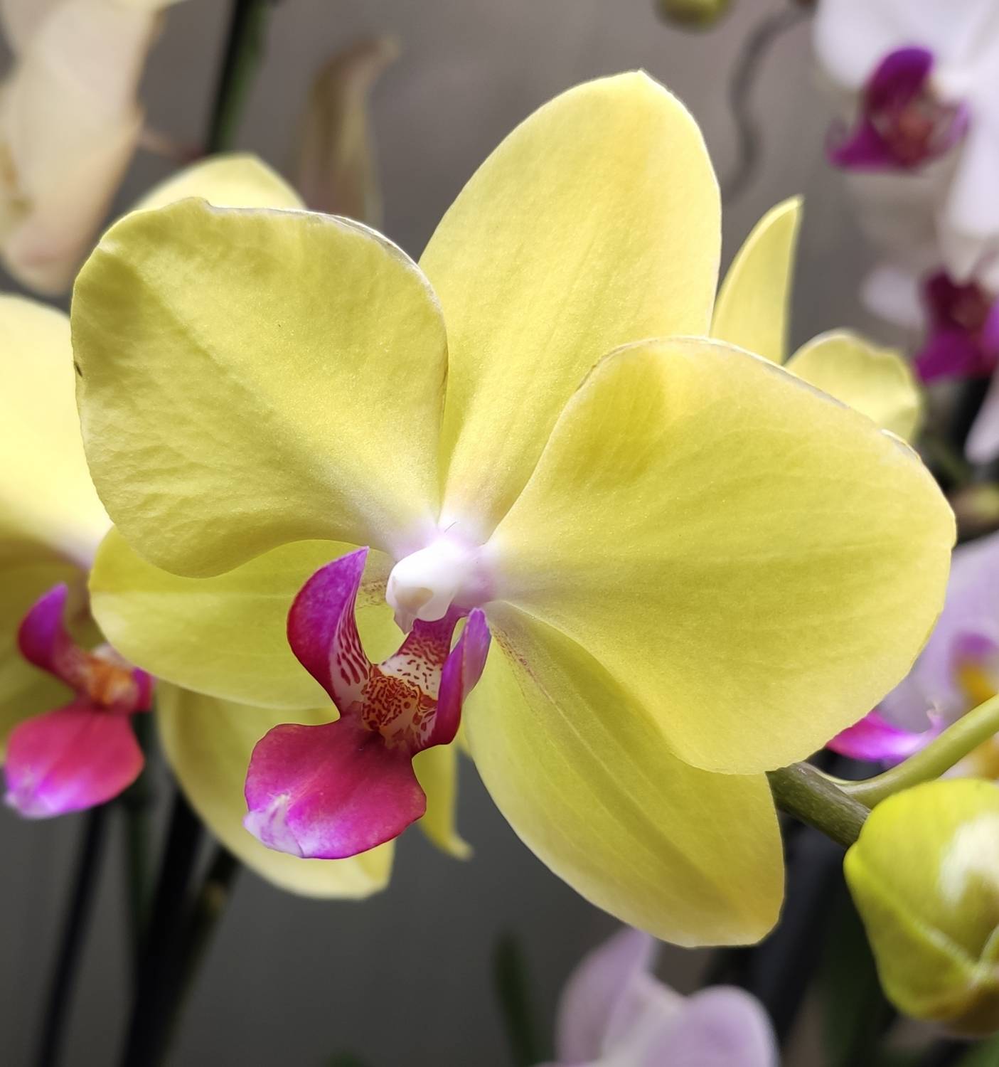 ［洋蘭原種］Phal. celebensis yellow Орхидея Phalaenopsis (отцвёл)