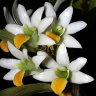 Орхидея Dendrobium scabrilingue (отцвёл)