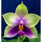 Орхидея Phal. bellina var. blue x sib (отцвел)    