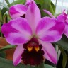 Орхидея Potinara Creation 'Summer Choice' (отцвела)  