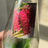 Орхидея Rhynchostylis gigantea red (сеянцы) 