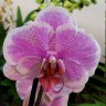 Орхидея Phalaenopsis Romance (отцвёл)