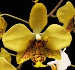 Орхидея Phalaenopsis stuartiana var. nobilis (еще не цвел) 