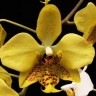 Орхидея Phalaenopsis stuartiana var. nobilis (еще не цвел) 