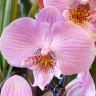 Орхидея Phalaenopsis Younghome Princess (отцвел)