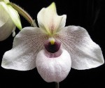 Орхидея Paphiopedilum Lynleigh Koopowitz (отцвёл) 