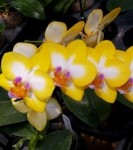 Орхидея Phalaenopsis Yen Shuai Sweet Girl Shiny Girl (еще не цвел)   