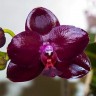Орхидея Phalaenopsis Sogo Relex (отцвел)