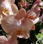 Орхидея Phalaenopsis Prosecco (отцвёл)