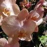 Орхидея Phalaenopsis Prosecco (отцвёл)