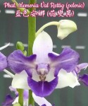 Орхидея Phal. Memoria Val Rettig, peloric (отцвел)
