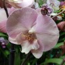 Орхидея Phalaenopsis Big Lip (отцвел) 