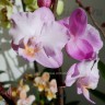 Орхидея Dtps Liu's Sakura, hybrid