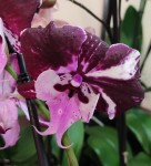 Орхидея Phalaenopsis, Big Lip (отцвел)