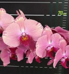 Орхидея Phal. Pink Crystal Crown '187' (еще не цвёл)  