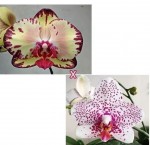 Орхидея Phal. Miki Crown '16' x Golden Peoker 'ES' (еще не цвел)    