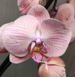 Орхидея Phalaenopsis Miki Heart '103' (отцвёл)