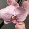 Орхидея Phalaenopsis Miki Heart '103' (отцвёл)