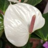 Anthurium Adios White (доцветает)