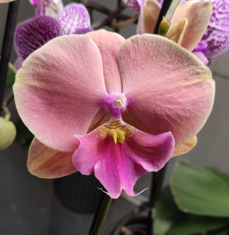 Орхидея Phal. Fangmei Rainbow, Big Lip (отцвел)
