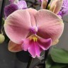Орхидея Phalaenopsis Fangmei Rainbow, Big Lip    