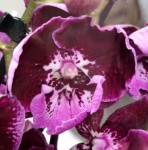 Орхидея Phalaenopsis Big Lip 