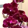 Орхидея Phalaenopsis Kimono peloric (отцвел)
