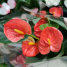 Anthurium Royal Orange  