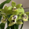 Орхидея Promenaea hybrid (отцвела, деленка)