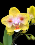 Орхидея Phalaenopsis Yaphon Green Batman, peloric
